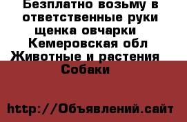 Безплатно возьму в ответственные руки щенка овчарки - Кемеровская обл. Животные и растения » Собаки   